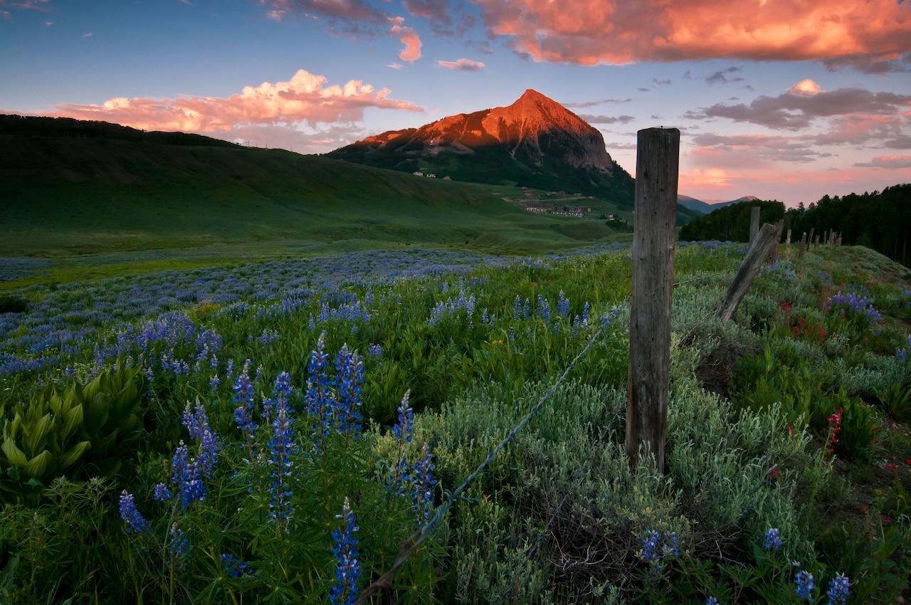 6 Best Places to Find Wildflowers in Colorado