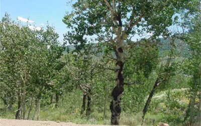 Sold ~ 4433 Bryant Avenue, Crested Butte