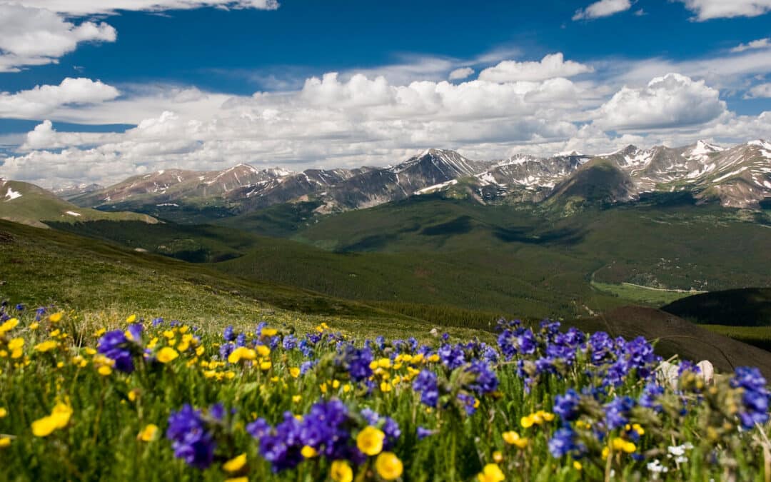 Spring meadows in Crested Butte
