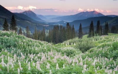 Real Estate Market Update June 2021