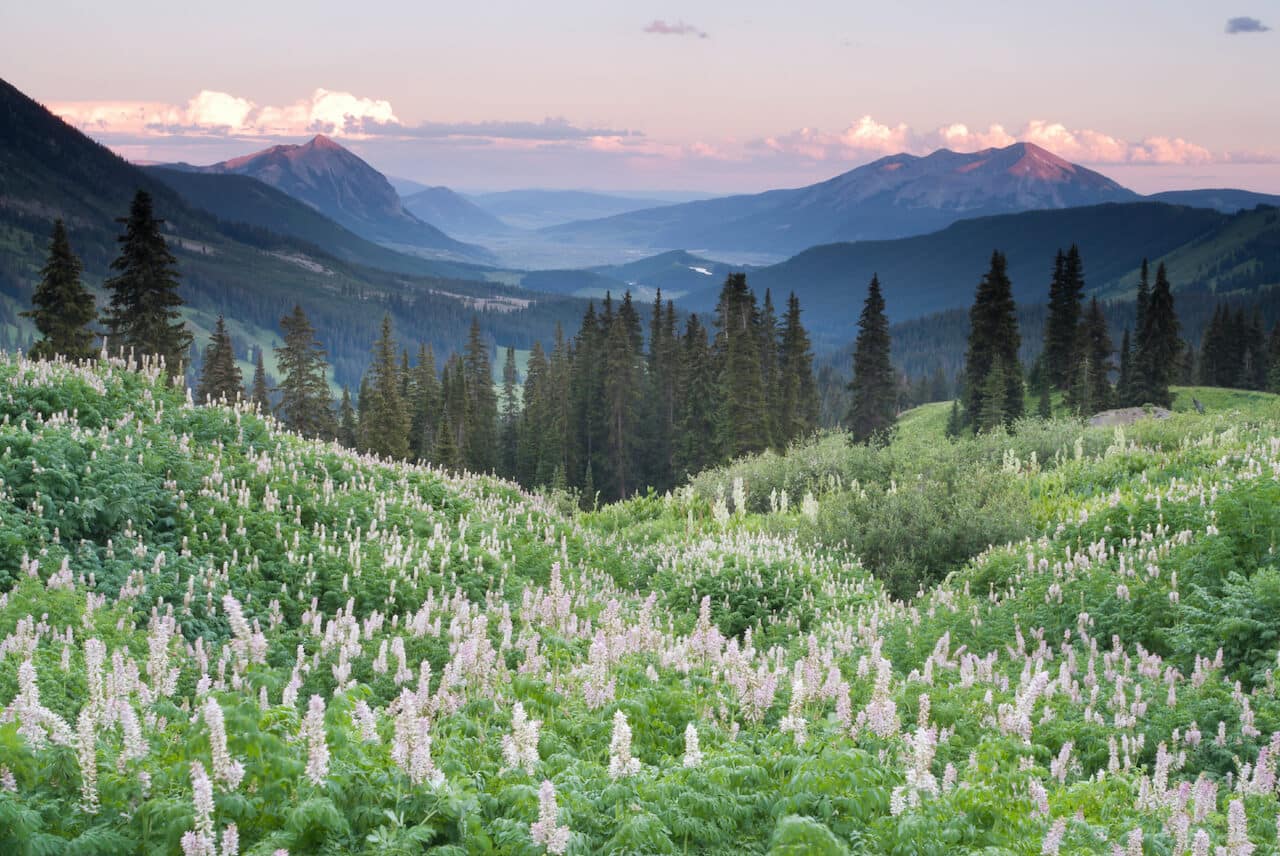 Real Estate Market Update June 2021