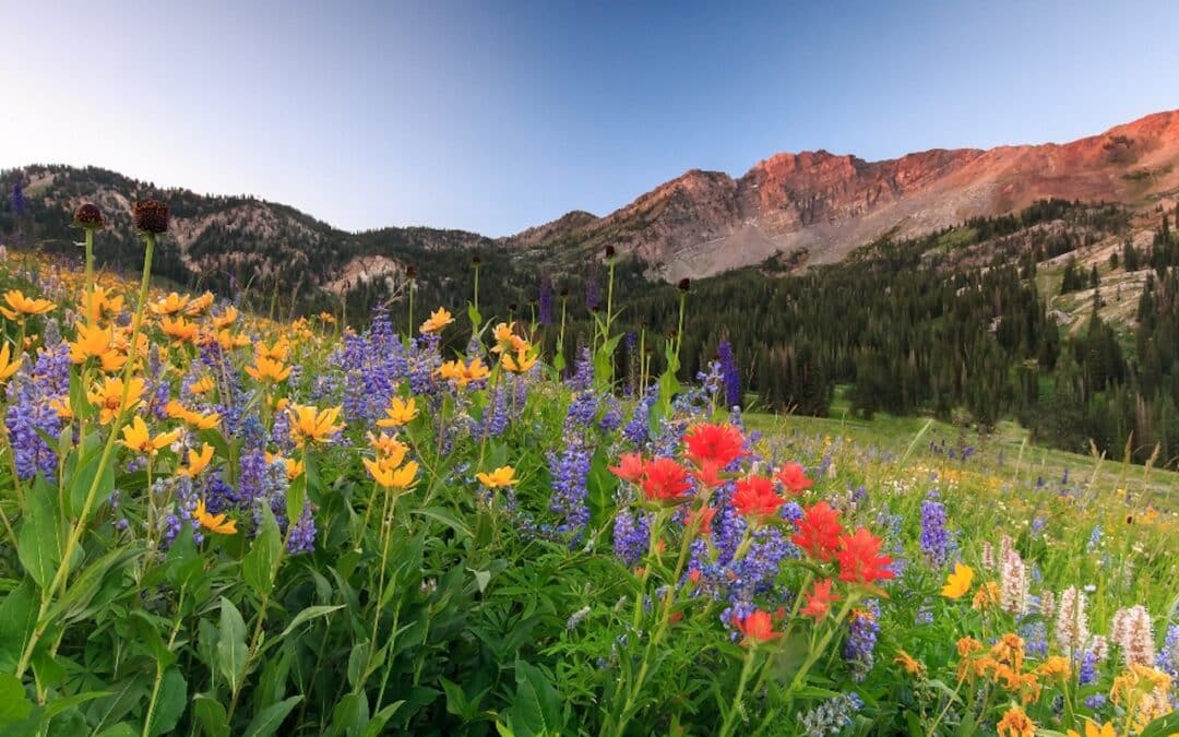 Crested Butte Real Estate - high country wildflowers around Crested Butte.