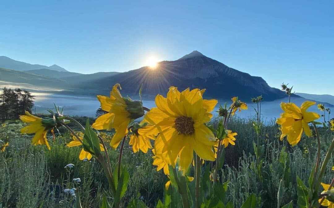 Crested Butte Real Estate - June wildflowers with Mount Crested Butte in the background.