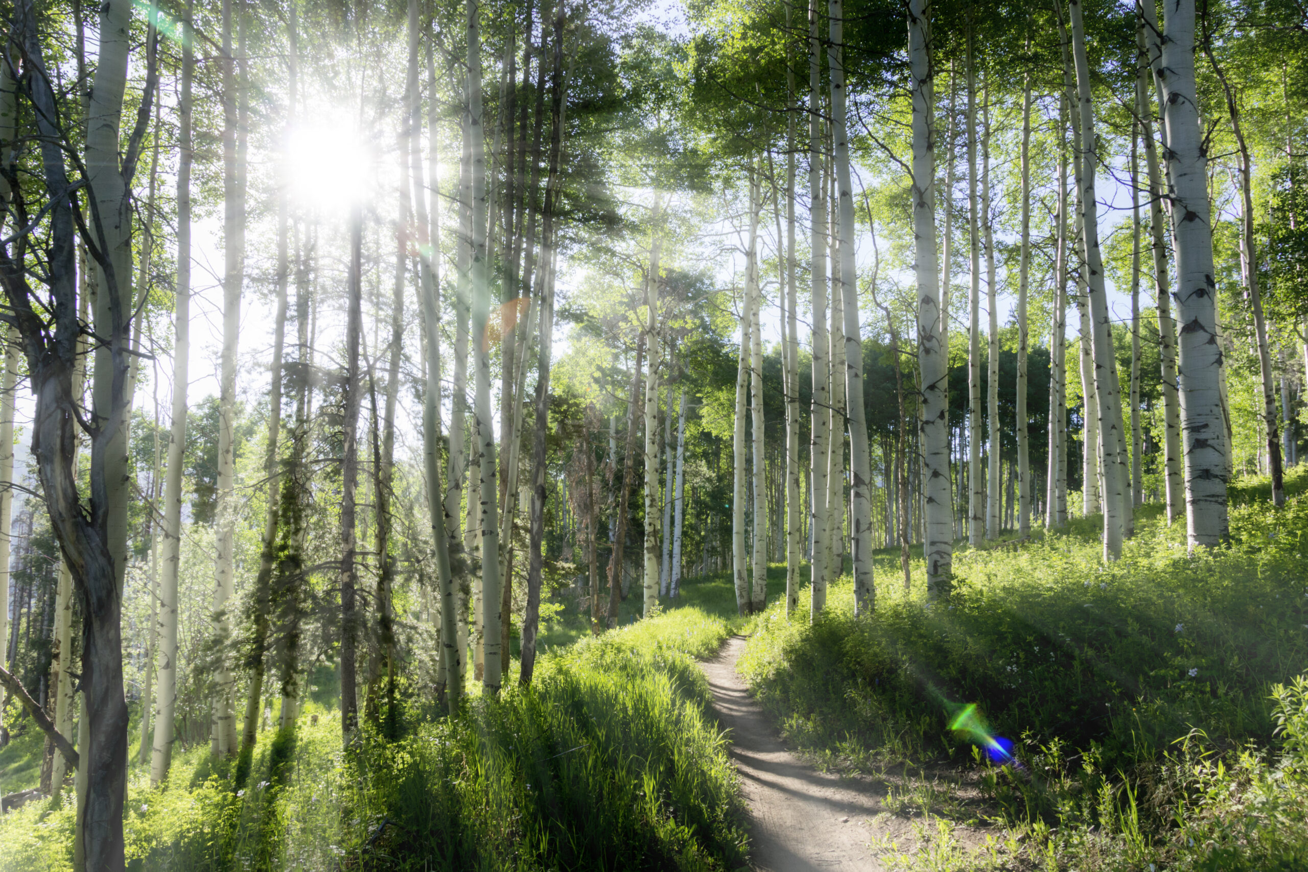 Mt. Biking Trail, Crested Butte, CO