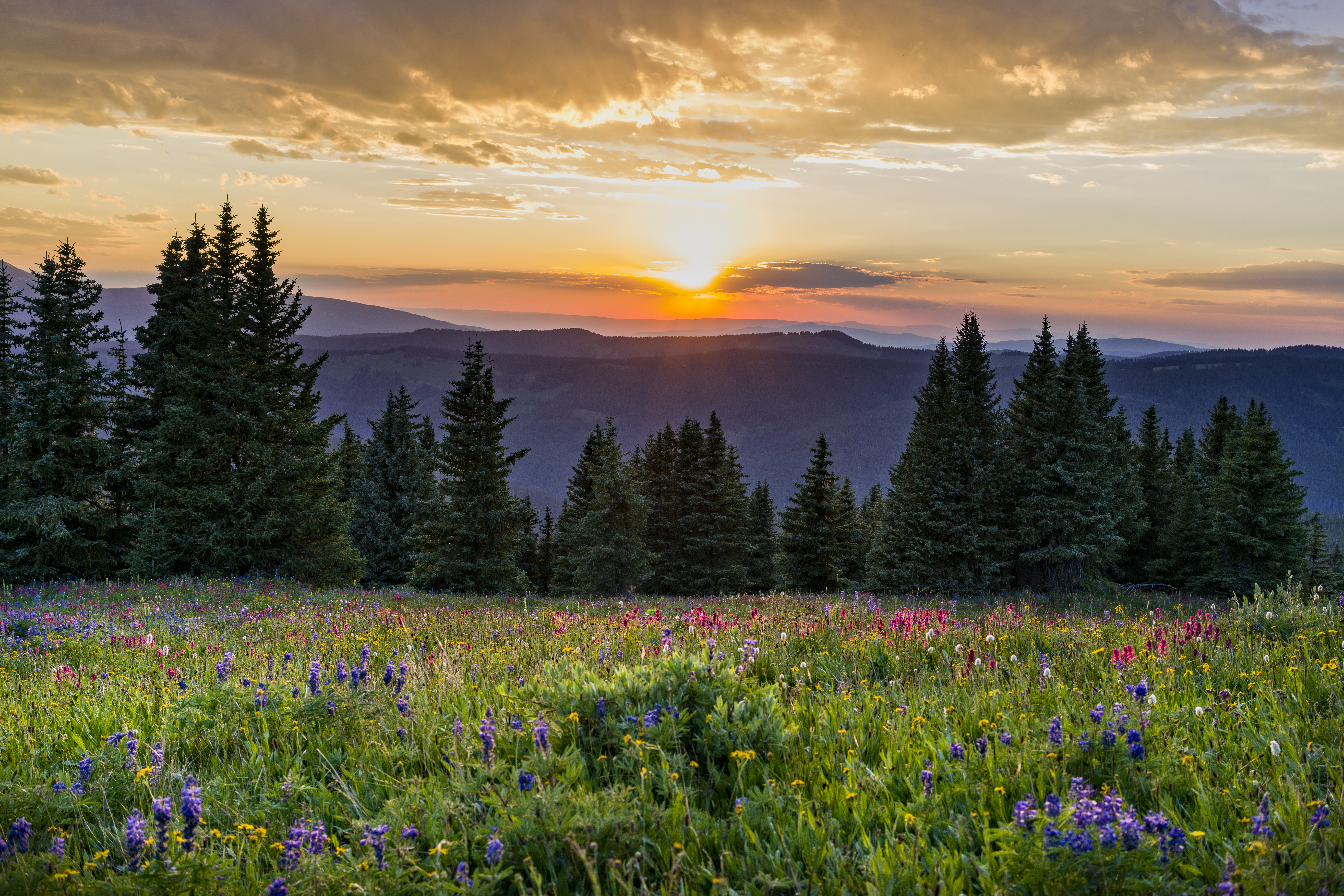 June 2024 Newsletter