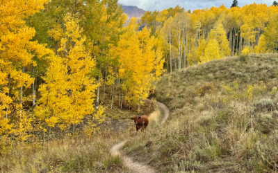 October 2025 Newsletter