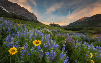 July 2026 Newsletter | Crested Butte Collection